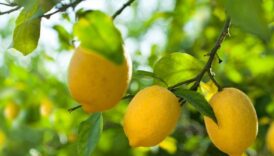 limon da suyunu cikardi vatandas artik taneyle aliyor cwdSi6IX