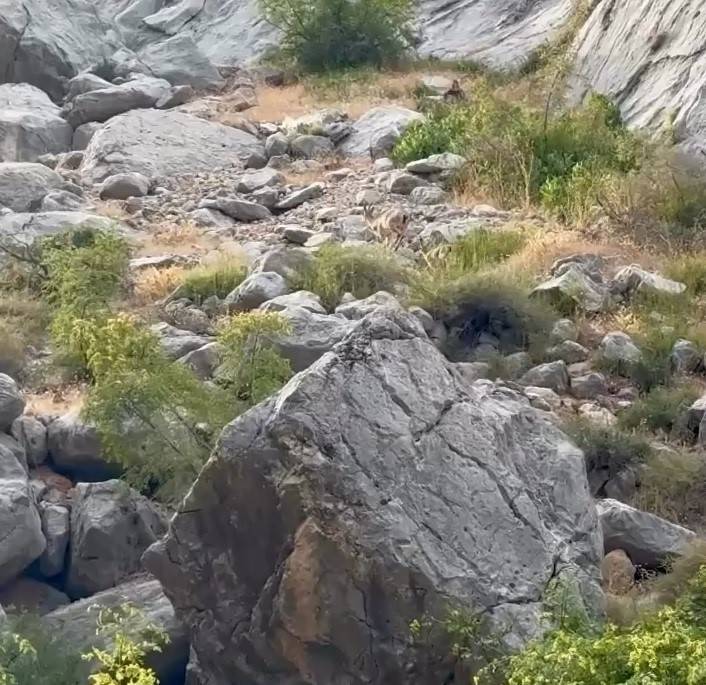 nesli tukenme tehlikesi atinda anne ve yavru dag kecisi kayaliklarda goruldu 0