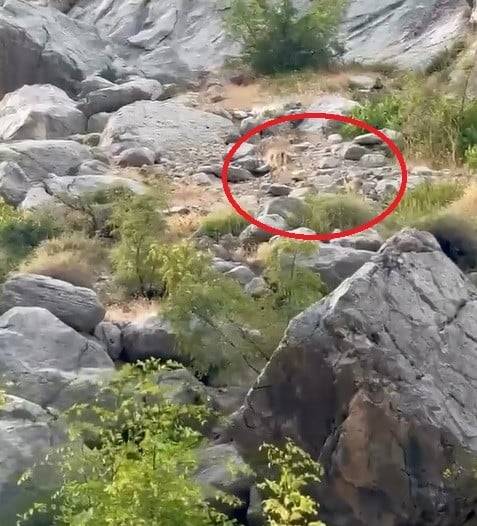 nesli tukenme tehlikesi atinda anne ve yavru dag kecisi kayaliklarda goruldu 1 XEFv6935