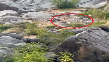 nesli tukenme tehlikesi atinda anne ve yavru dag kecisi kayaliklarda goruldu PzzhzJJ6