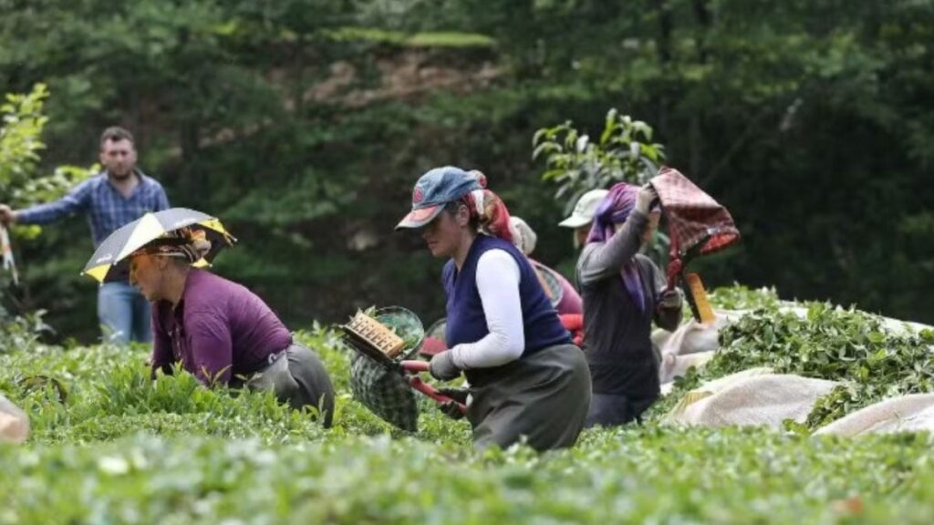 ozel sektorden cay ureticisine cifte darbe rikJ5kL7