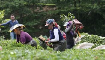 ozel sektorden cay ureticisine cifte darbe rikJ5kL7