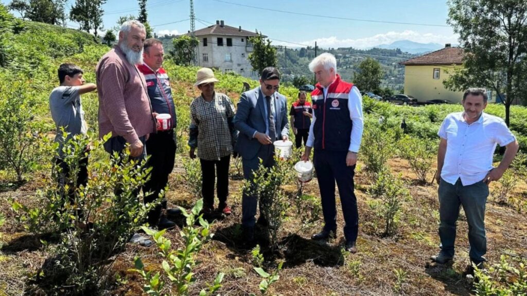 rizede likapa hasadi basladi yaban mersini ureticinin yeni umudu oldu rEr1YPiR