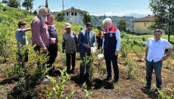 rizede likapa hasadi basladi yaban mersini ureticinin yeni umudu oldu rEr1YPiR