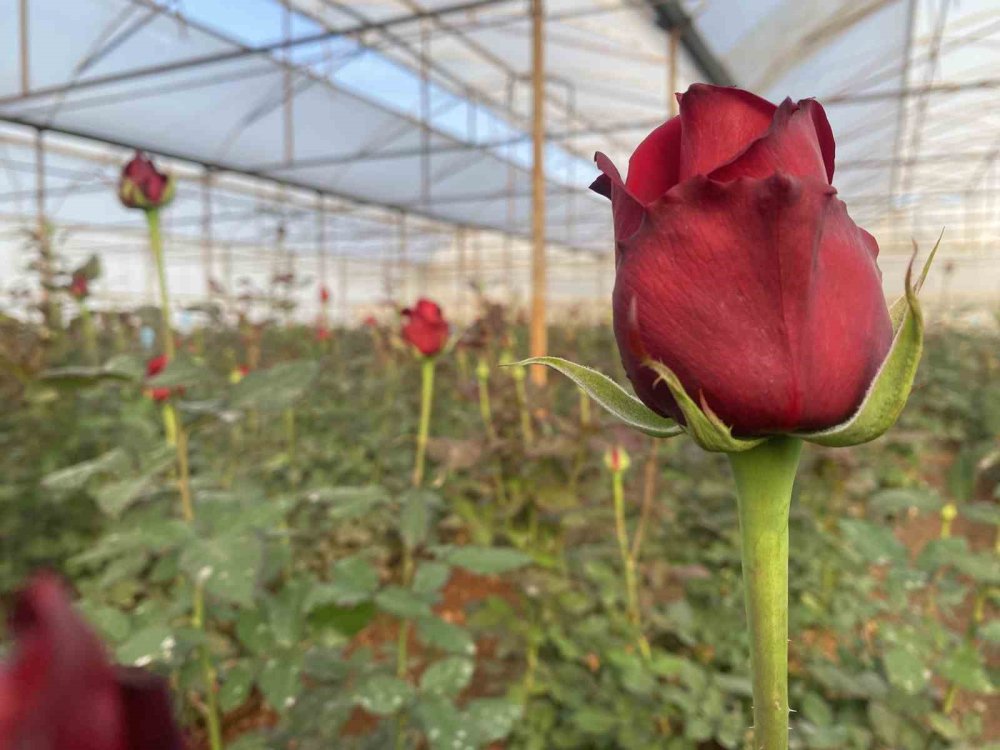 sevgililer gunu gul ureticisinin yuzunu guldurecek 1 demeti dudak ucuklatiyor 5 LZfapF5a