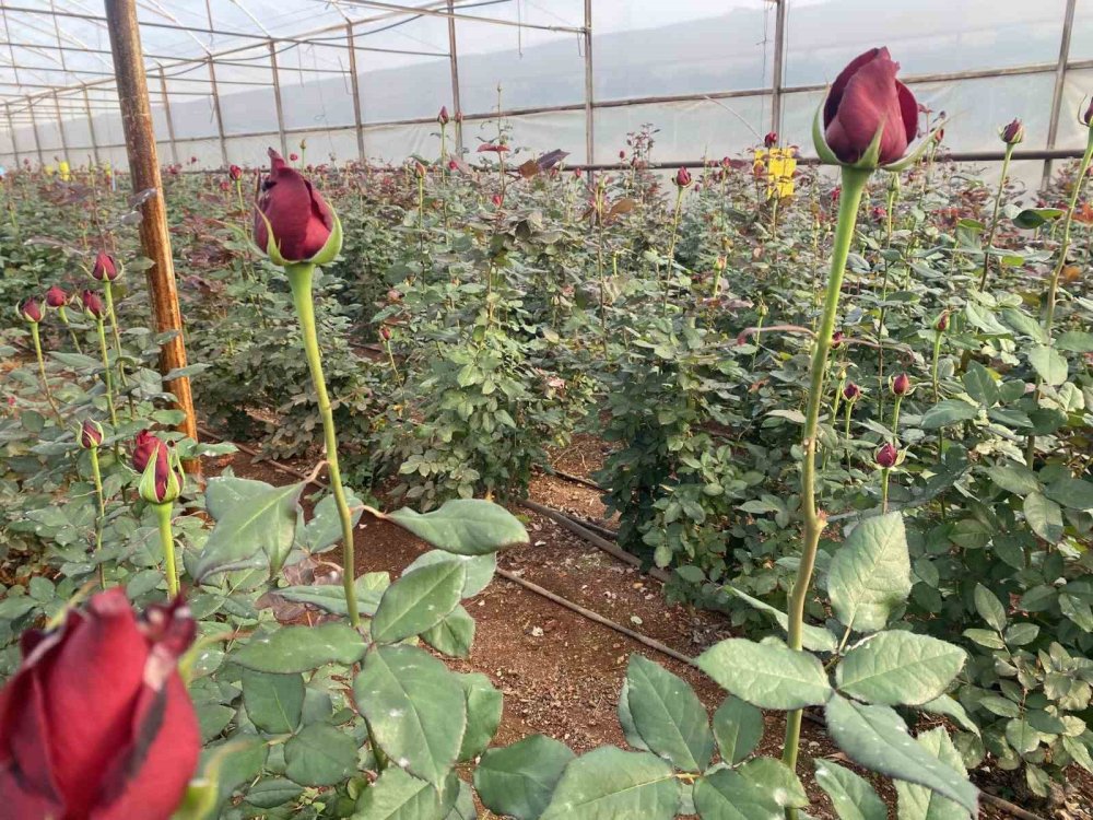 sevgililer gunu gul ureticisinin yuzunu guldurecek 1 demeti dudak ucuklatiyor 7 ZD3IBqDB