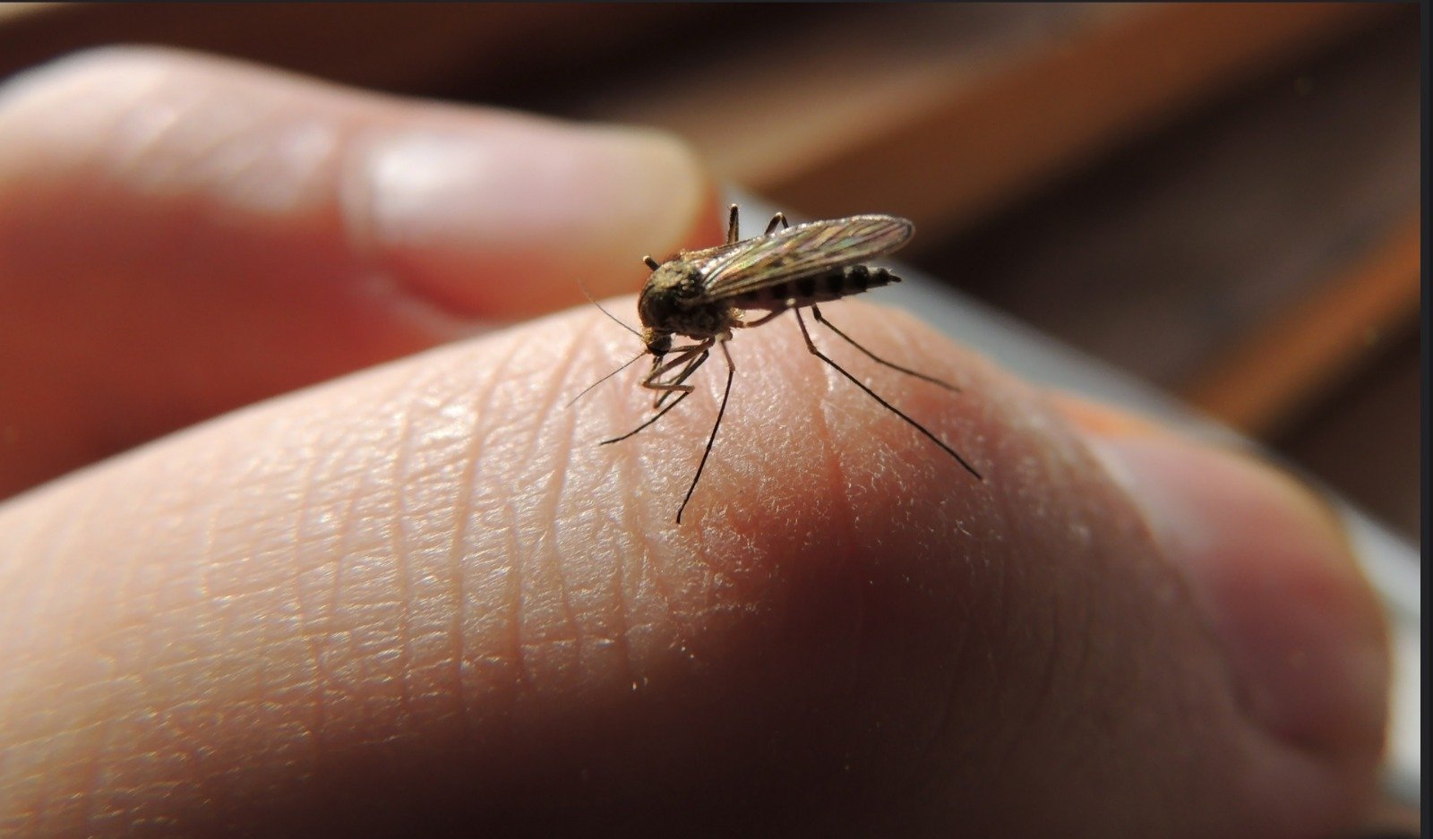 sivrisineklerden bulasan virus endise yaratti 2 haftada binlerce vaka bildirildi 0 88m2lp3I