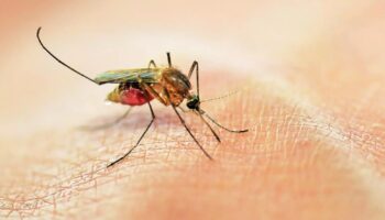 sivrisineklerden bulasan virus endise yaratti 2 haftada binlerce vaka bildirildi hsqGmPqf