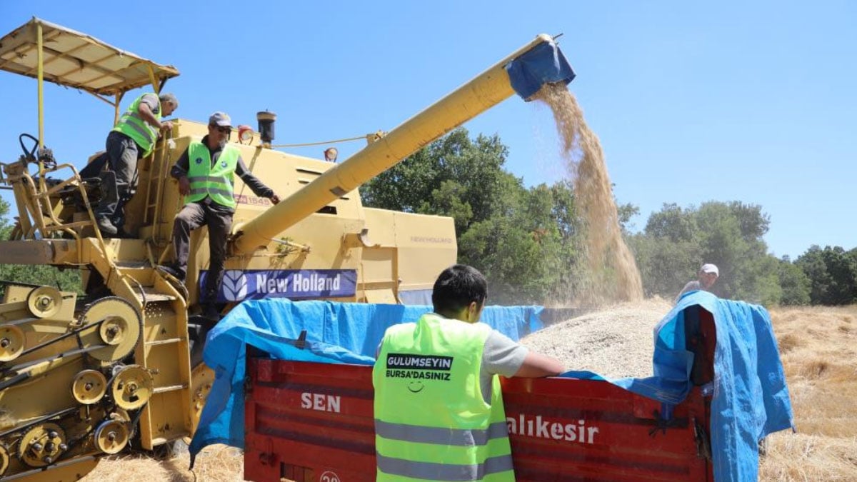siyez bugdayinda hasat basladi yuzler guluyor 4 4yz1s5uX