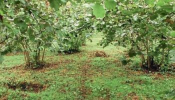 trabzonda findik hasat tarihleri belirlendi iNpsZWnX