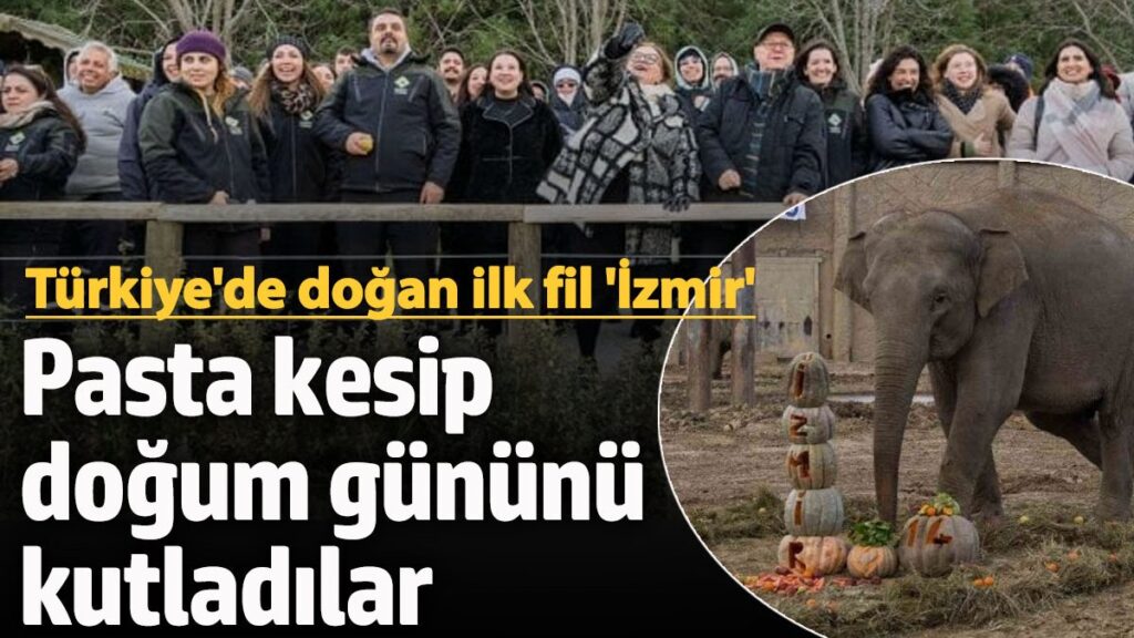 turkiyede dogan ilk fil izmir bal kabakli pasta kesip dogum gununu kutladilar WmM7KSjR