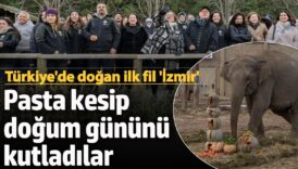 turkiyede dogan ilk fil izmir bal kabakli pasta kesip dogum gununu kutladilar WmM7KSjR