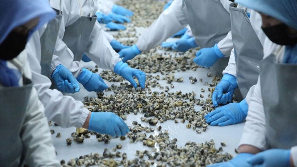 turkiyede kimse tuketmiyor 5 ulkeye satildi ihracatta 45 milyon dolar gelir getirdi dNGlwTY2