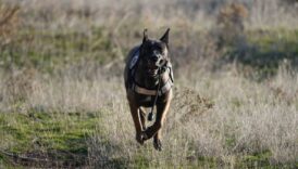 uyusturucu tacirlerinin korkulu ruyasi fR3XneBX