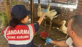yarali leylek emin ellerde yUEZaV5M