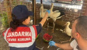 yarali leylek emin ellerde yUEZaV5M