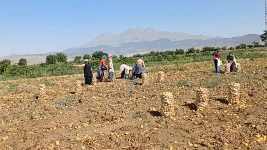 yazlik patates ureticisi dertli ciftci umutla ekiyor yil sonunda husrana ugruyor 39dQ3fjm