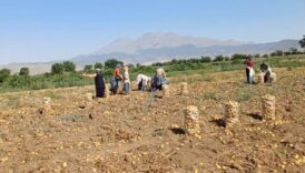 yazlik patates ureticisi dertli ciftci umutla ekiyor yil sonunda husrana ugruyor 39dQ3fjm
