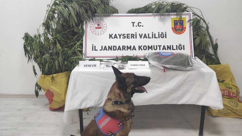 7 kok kenevir ele gecirildi NE4Q5Pt4