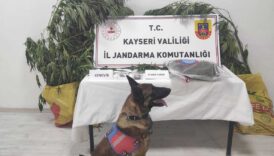 7 kok kenevir ele gecirildi NE4Q5Pt4