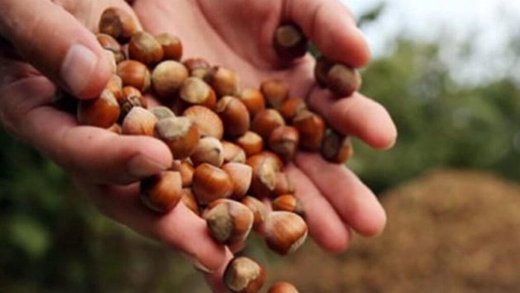 aa kalite findikta talep patlamasi ureticiye stratejik destek geliyor UsLgBNWv