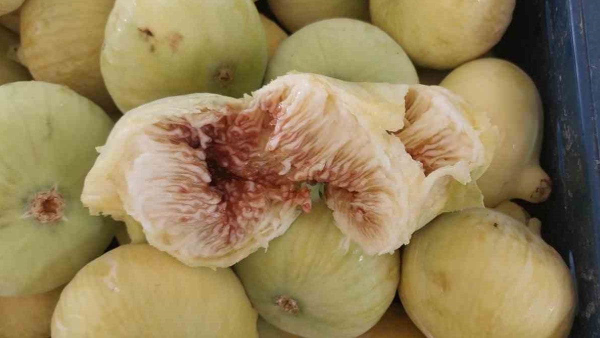 altindan bal damlayan incir ureticisinin yuzu guldu 3 lDRIliXv
