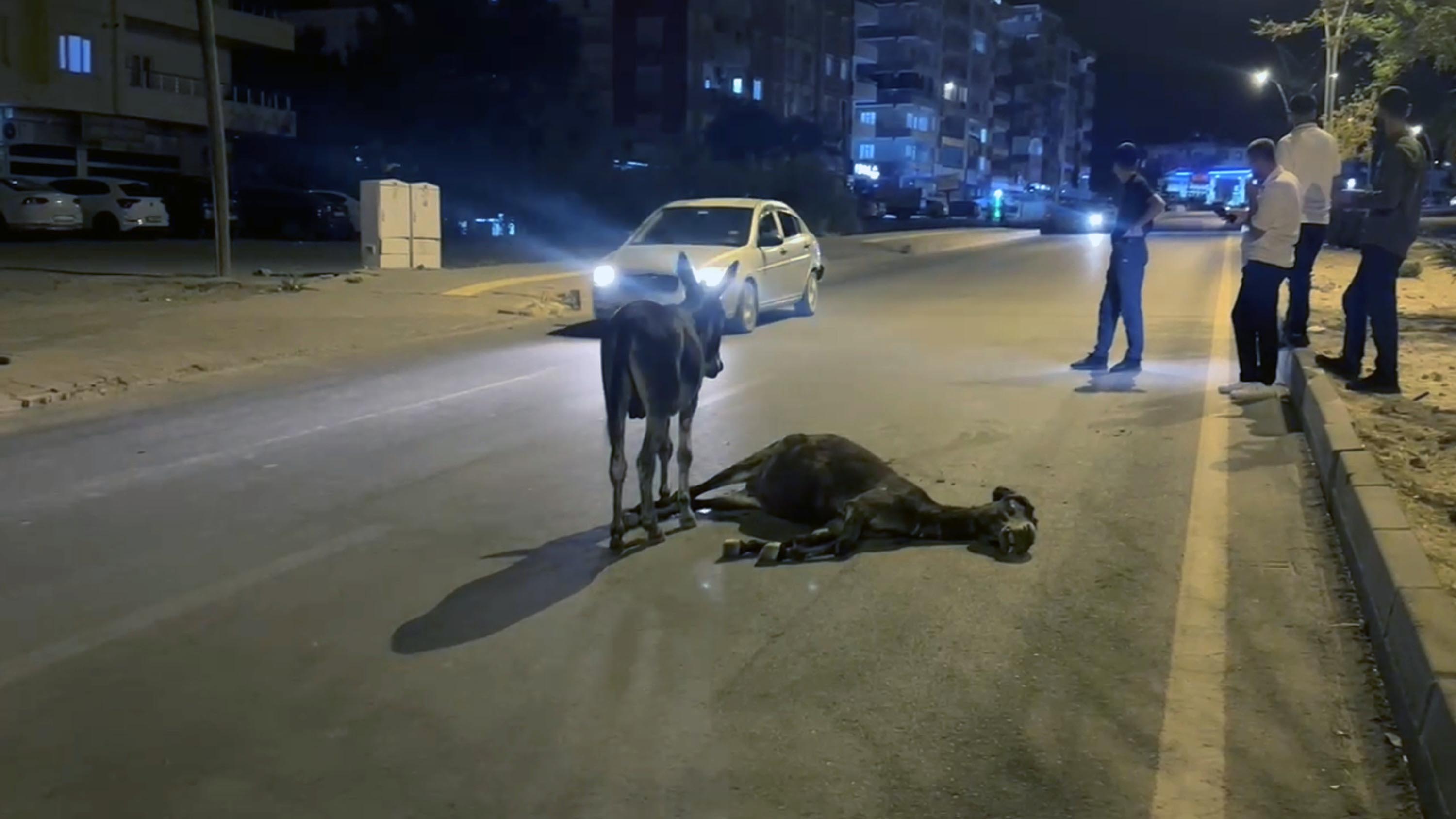 anneye son bakis yavru esegin vefasi yurekleri dagladi 1 B91D5LtW