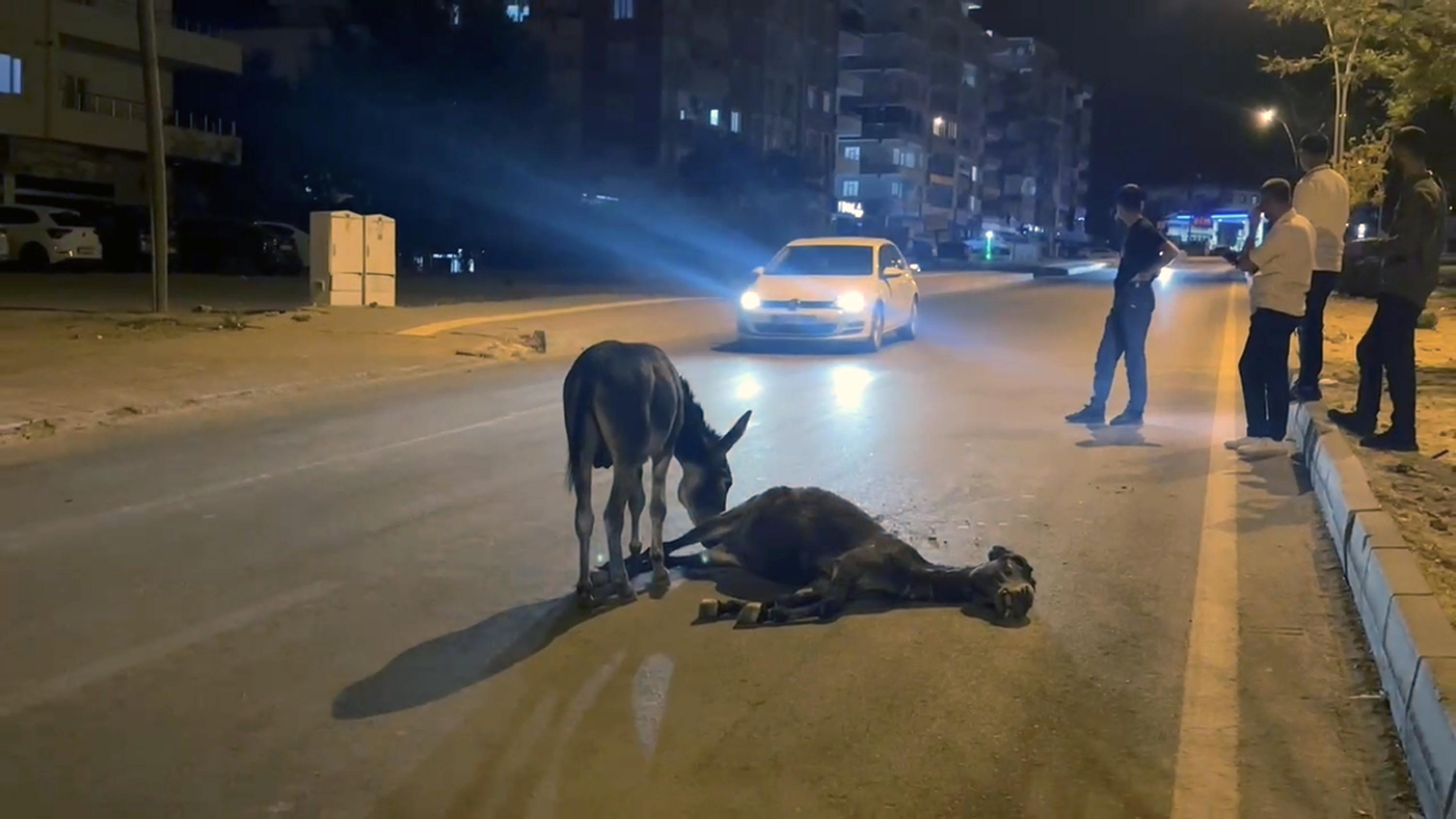 anneye son bakis yavru esegin vefasi yurekleri dagladi 6 tQEtedmT