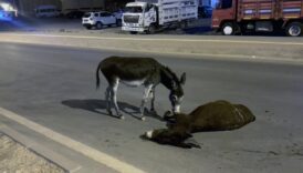 anneye son bakis yavru esegin vefasi yurekleri dagladi 9YO4PWRX