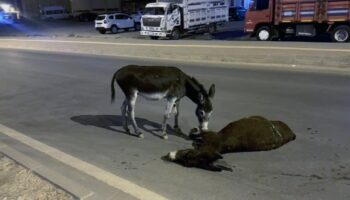 anneye son bakis yavru esegin vefasi yurekleri dagladi 9YO4PWRX