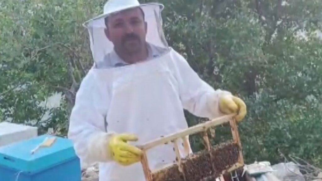 ari kovanlarina ayi saldirisi uretici buyuk zarara ugradi tam 100 bin lira dR8ne9My