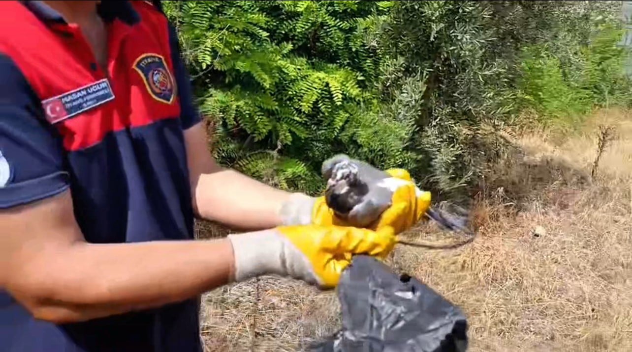 ayagina poset dolanan kusu itfaiye kurtardi 0 MKLRjqvh
