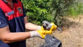 ayagina poset dolanan kusu itfaiye kurtardi Ya62Hwcb