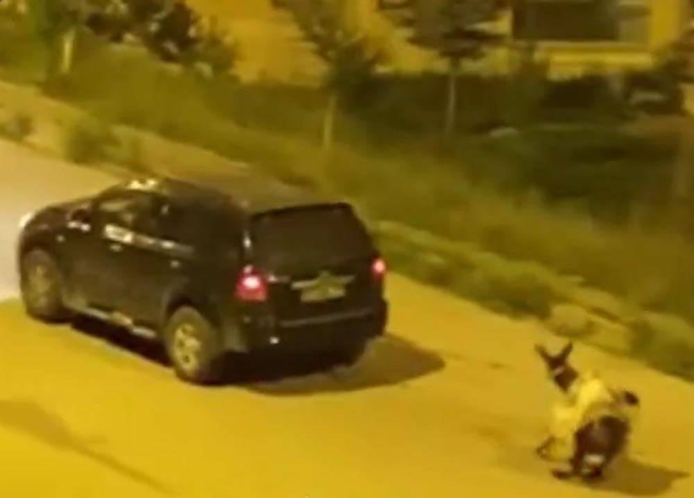 boyle vicdansizlik olmaz esege zulum cezasiz kalmadi video sarikamisi ayaga kaldirmisti 0 ey2Nbd2X