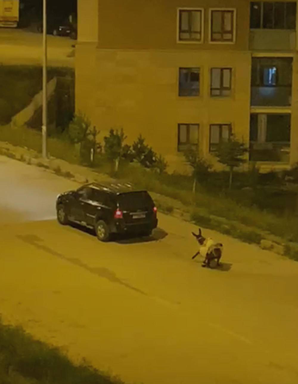 boyle vicdansizlik olmaz esege zulum cezasiz kalmadi video sarikamisi ayaga kaldirmisti 1 uTCRAdR2