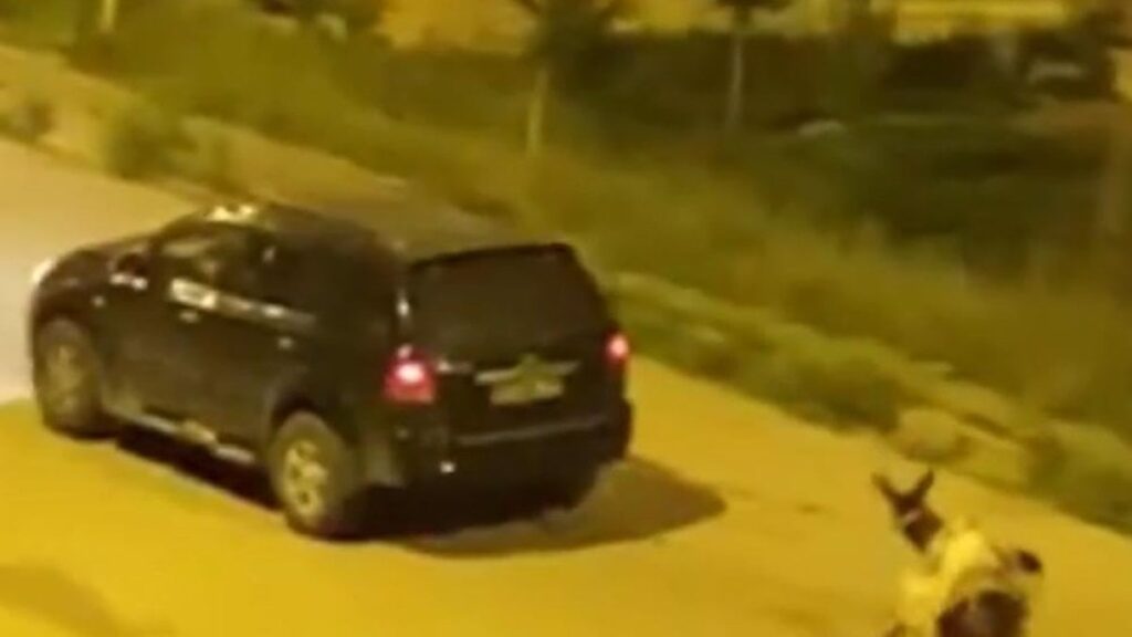 boyle vicdansizlik olmaz esege zulum cezasiz kalmadi video sarikamisi ayaga kaldirmisti zkRTOkJ3