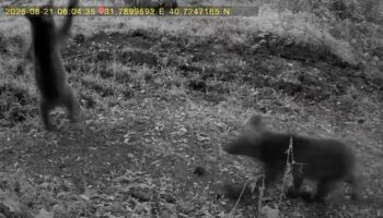 bozayi ve 3 yavrusu fotokapan kamerasina yakalandi rpXSN3XU