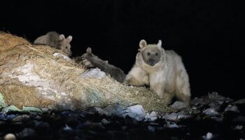 bozayi yavrulari ile oyle bir yerde goruntulendi ki YzIfktxW