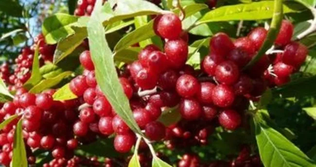 bu bitkiyi eken 1 senede evini alip altina aracini cekiyor 1 karis topragi olan JrdRX67N