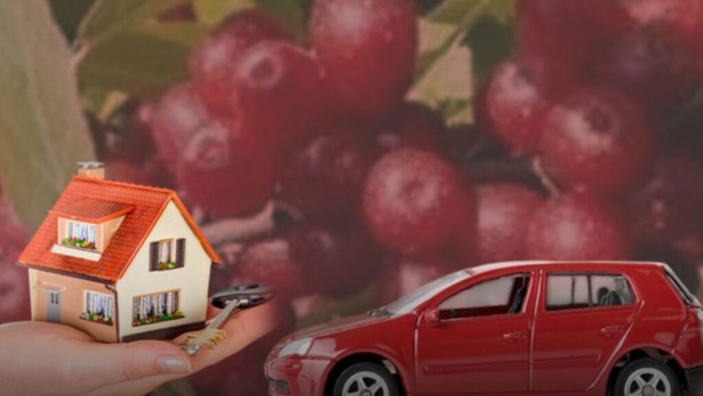 bu bitkiyi eken 1 senede evini alip altina aracini cekiyor 1 karis topragi olan aF3VRRKy