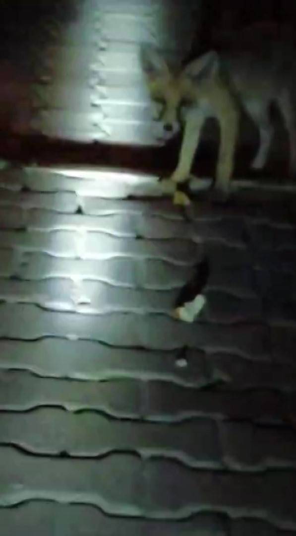 ciftci ac kalan tilkiyi pastayla kirpiyi ise fistik ile besledi dostluklari gulumsetti 6 N8qB7blG