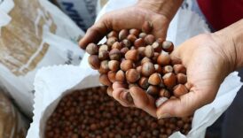 ciftcinin bekledigi haber tmodan geldi findik fiyatlari belli oldu 2tEjWpK6