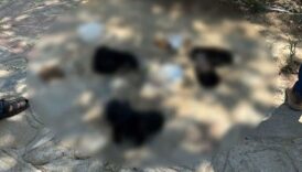 cocuklari kullanip kedileri ve kopekleri zehirledi IQ6l8KSh