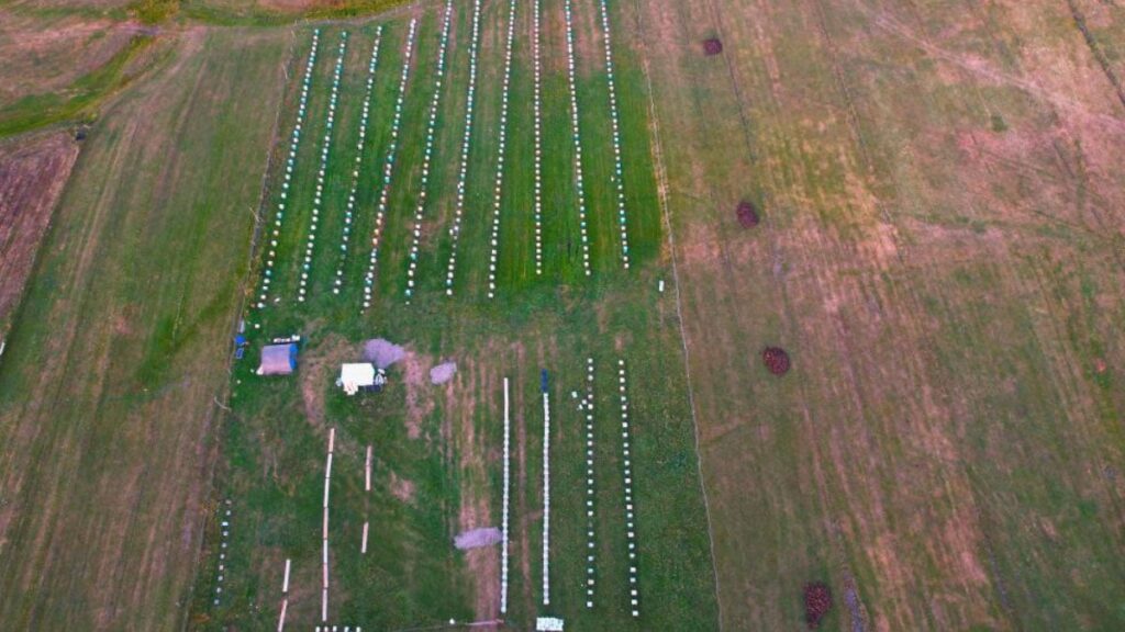 cografi isaretli balin hasadi basladi kilosu 1500 tlden satiliyor APydgerh