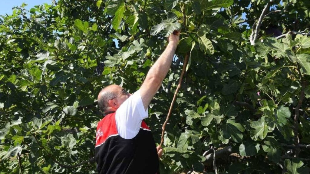 cografi isaretli havran siyah inciri hasadi basladi fmyrUzJ4