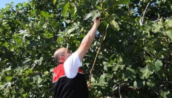 cografi isaretli havran siyah inciri hasadi basladi fmyrUzJ4