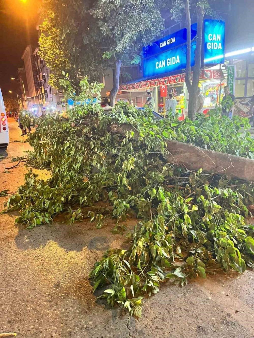 edirnede agac devrildi toplu tasima aracinin uzerine dustu 2 BSvSayQ9