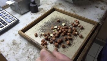 giresunlu findikcidan randimana gore findik fiyatini hesaplayan yazilim JWLCx6QC