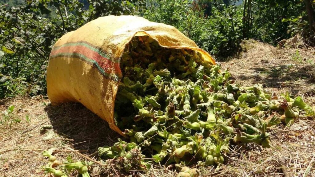 giresunun sahil kesimlerinde findik hasadi basladi bctayziP