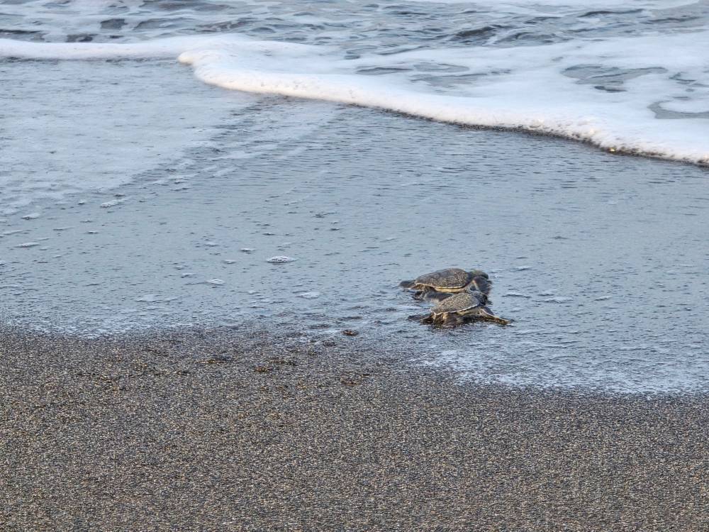 hatayda nesli tukenme tehlikesindeki kaplumbagalar denizle bulustu 7 iitfOium